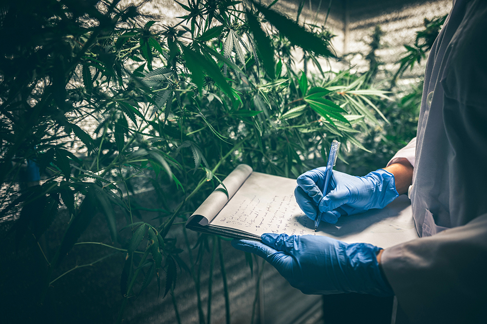 Revolución del Cannabis 